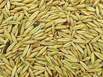 Oat Seeds